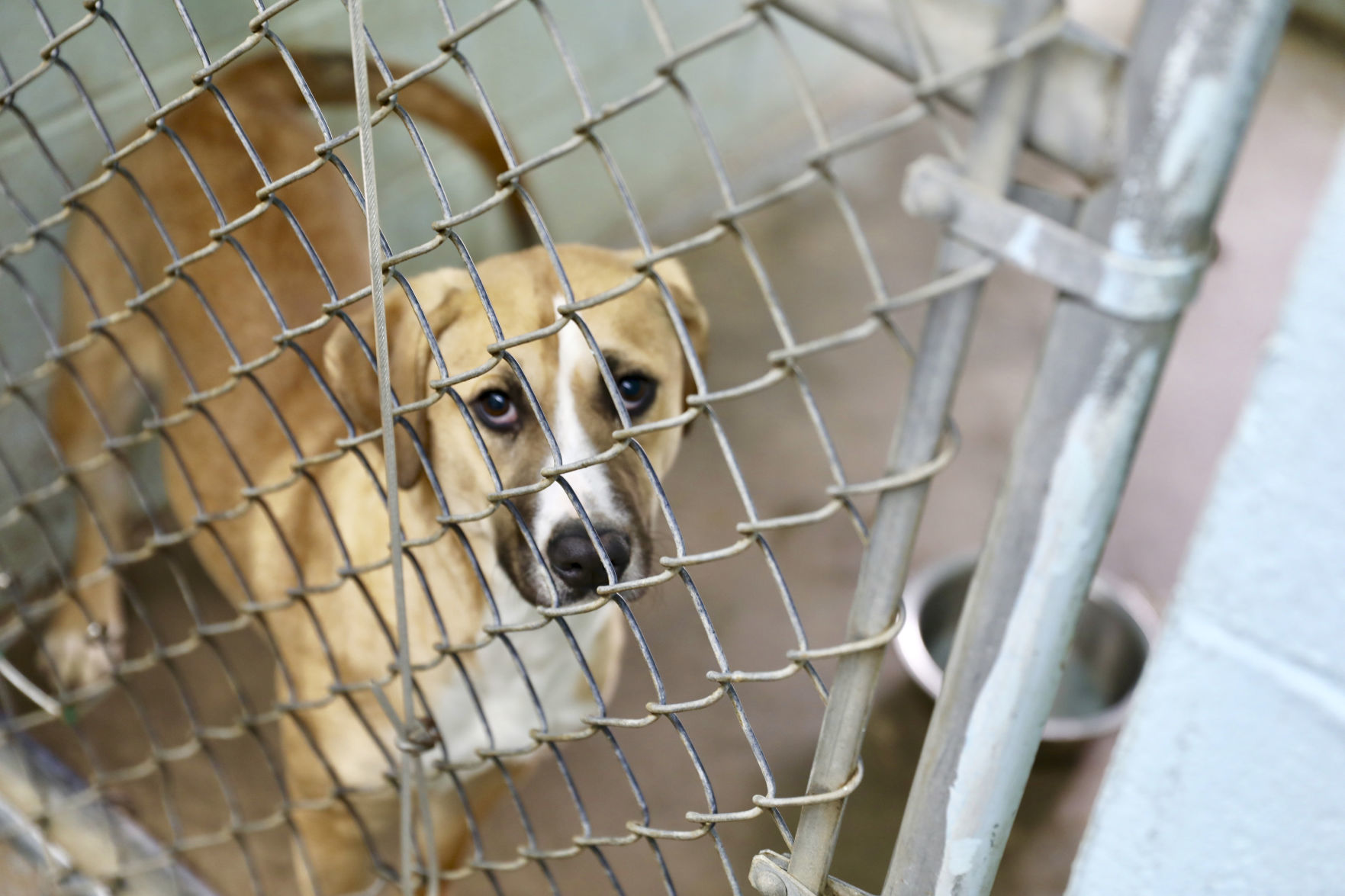Orangeburg County Animal Shelter